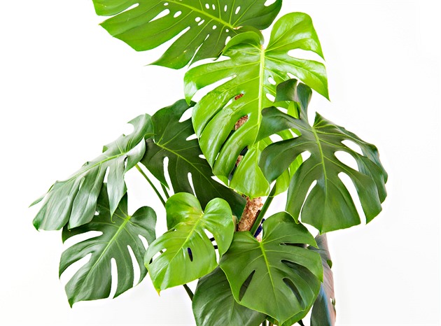 Monstera v bytě: Jak ji pěstovat, aby měla velké děrované listy a nechřadla